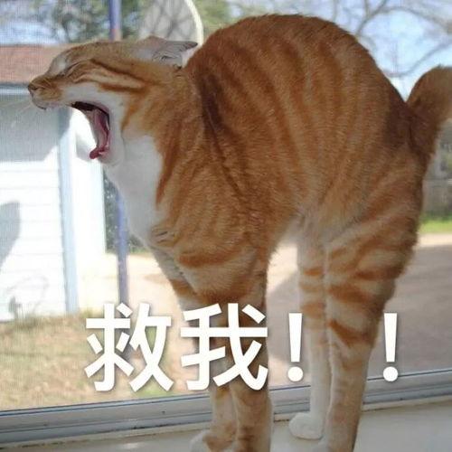 表情包 嘶吼,释放内心狂野的瞬间