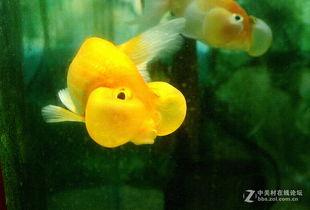 搞笑拍金鱼,水族箱里的欢乐喜剧